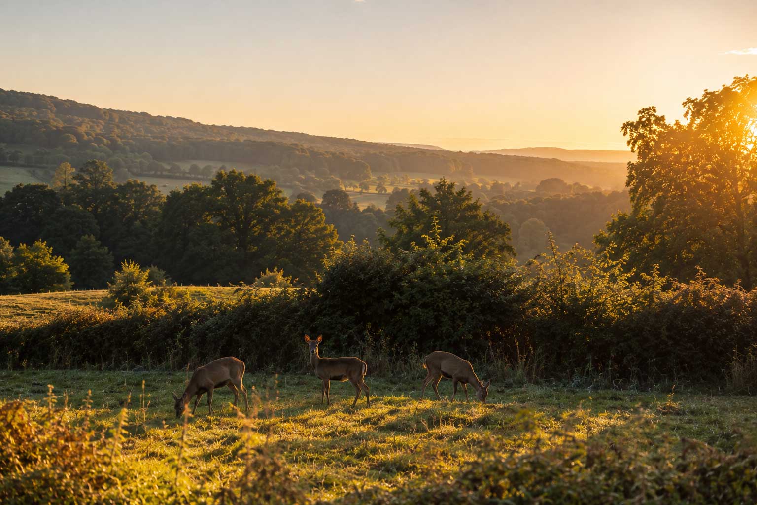 Wild deer grazing in the misty Chiltern Hills